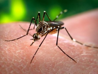 mosquito
